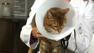 Feline Neutering amp PostSurgery Instructions  Cat Health Care amp Behavior [upl. by Norman]