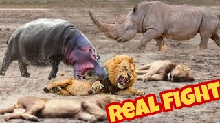 Rhino vs Lion  Rhino kills Lion fight to death [upl. by Ahsap166]