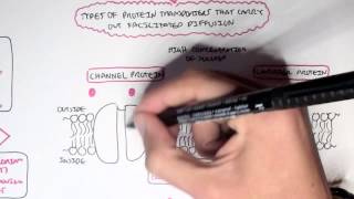 Passive Diffusion  Simple and Facilitated [upl. by Larianna]