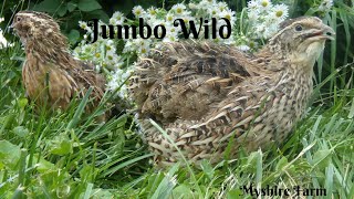 All about our Jumbo Wild coturnix quail [upl. by Wieren822]