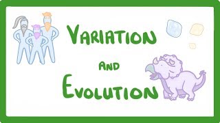 GCSE Biology  Variation and Evolution 68 [upl. by Siouxie]