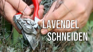 Lavendel schneiden [upl. by Hayidah20]