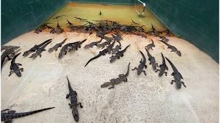 Baby Alligators and Feeding Alligators  Everglades Alligator Farm Florida [upl. by Gelasias574]