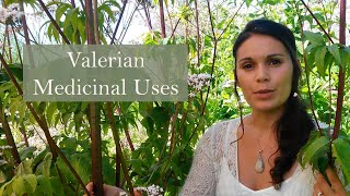 Medicinal Uses of Valerian Valeriana officinalis [upl. by Ajak]