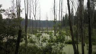 Traversing Trembling Earth in the Swamps of Georgia [upl. by Oeflein402]