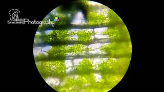 Cyclosis of Hydrilla Leaf under light microscope [upl. by Imeon283]