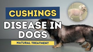 Cushings Disease in Dogs Natural Treatment [upl. by Hairehcaz185]