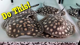 How To Care For Freshwater Stingrays [upl. by Nanreit]