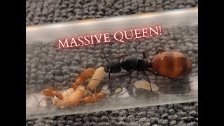 Meet My HUGE New Carpenter Ant Colony Biggest Species in the US  Camponotus CA02 [upl. by Rehpotsrihc]