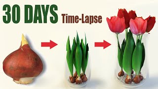 Tulips From Bulbs in Water 💦🌷 Time Lapse [upl. by Darcia]