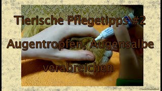 Tierische Pflegetipps 2 Augentropfen Augensalbe verabreichen [upl. by Ahseid687]