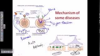 Autoimmunity self immunity [upl. by Dillon]