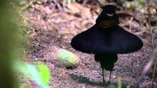 Filming Birds of Paradise  Wild Stories  BBC Earth [upl. by Ailisec600]