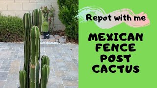 Let us Repot a Columnar Cactus Mexican Fence Post [upl. by Mapel]