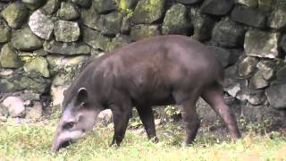 On Location The South American Tapir [upl. by Aunson]