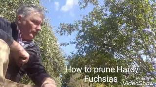 How to prune Hardy Fuchsias [upl. by Joell]