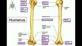 Anatomy  Specific Bony Features of the Radius amp Ulna [upl. by Nyrb676]