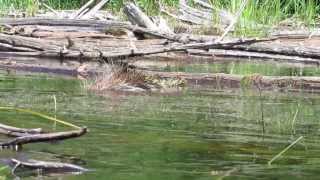 Snapping Turtle Attacks Porcupine [upl. by Goeselt510]