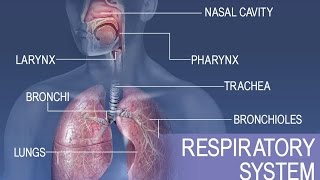 Anatomy and Physiology of Respiratory System [upl. by Assilen258]