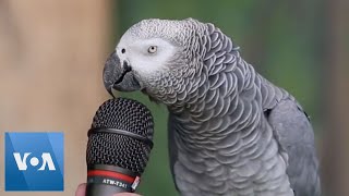 Talking Parrot  VOANews [upl. by Loris]