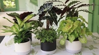 How to Grow Indoor Plants  Mitre 10 Easy As Garden [upl. by Nowyt675]