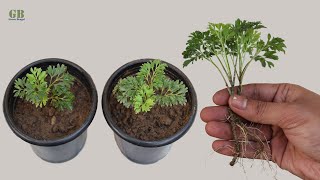 How to propagate Aralia plant from cutting with update [upl. by Kilmarx]