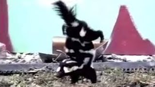 Spotted Skunk Handstand  Weird Nature  BBC Studios [upl. by Rokach]