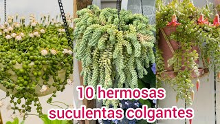 10 SUCULENTAS COLGANTES Hermosas que debes tener [upl. by Mencher784]