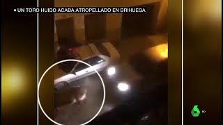 Polémica en Brihuega atropellan hasta la muerte a un toro tras escaparse de un encierro [upl. by Akkeber]