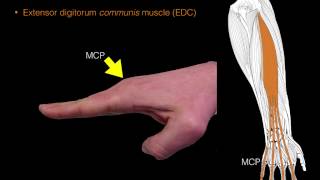 Forearm extensor muscles [upl. by Joni]