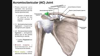 AC Joint Surgery Original technique [upl. by Asiluy179]