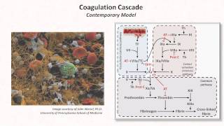 Hemostasis Lesson 3  Coagulation Cascade and Fibrinolysis [upl. by Perla]