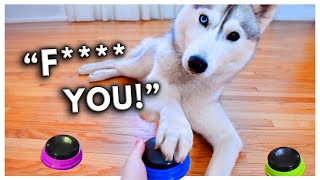 Dog Tries Talking Buttons and Uses Them to SWEAR [upl. by Akselav]