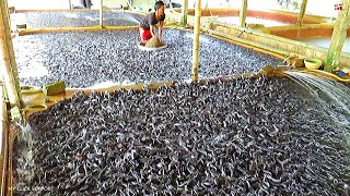 Catfish Feeding Times with Floating Feed Grain Based Diet  Catfish Farming in Aquaculture [upl. by Audrey]