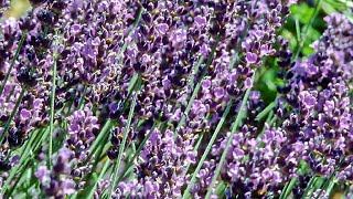 How To Harvest And Dry Lavender [upl. by Aleda]