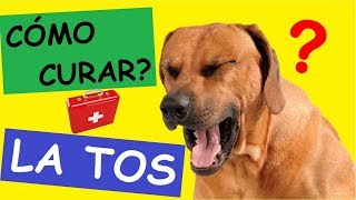 Como Curar a un PERRO CON TOS [upl. by Lyris]