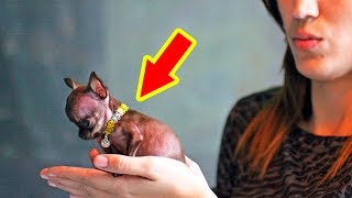 The SMALLEST DOGS In The World [upl. by Guevara]