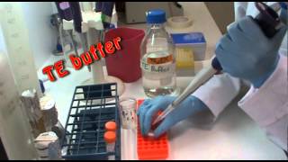 DNA extraction in the lab [upl. by Tavis401]