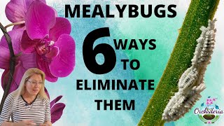 Mealybugs on Orchids 6 Methods to Eliminate Them for Good [upl. by Aikemal]