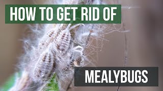 How to Get Rid of Mealybugs 4 Easy Steps [upl. by Ellicott647]