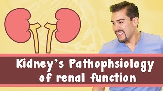 Kidneys Pathophysiology of renal function [upl. by Aihsot689]