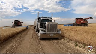 The Best Wheat Harvest Video on YouTube [upl. by Litman]