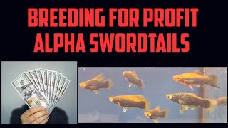 Breeding For Profit  Alpha Swordtails [upl. by Cassondra]