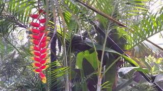 Heliconia rostrata  Hanging Lobster Claw Tropical Flower  Bird of Paradise [upl. by Elleynod]