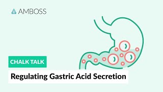 Regulating Gastric Acid Secretion Acetylcholine Gastrin and Histamine [upl. by Cynthy]