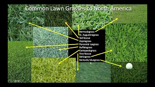 Which grass should I plant on my lawn Part 1 Introduction and Northern US and Canada [upl. by Nosrej]