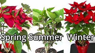 Poinsettia Care Throughout The Year [upl. by Jack]