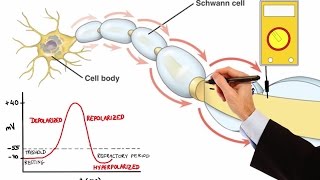 NEURON ACTION POTENTIAL MADE EASY [upl. by Langelo]