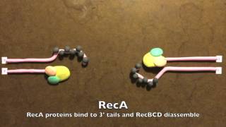 Homologous Recombination in Prokaryotes [upl. by Esirtal]