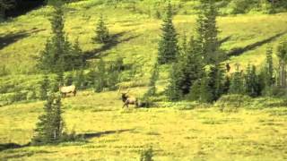 Elk Hunting in Canada [upl. by Sallyanne]